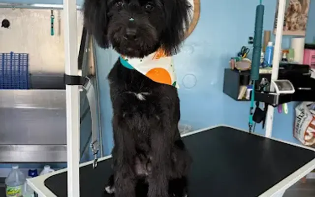 Angel's Paws Spa in Orlando, FL