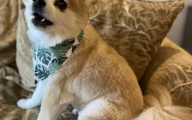 Wag N Wheels Mobile Pet Spa in Allen, TX
