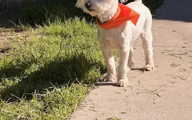 Sylmar Grooming in Sylmar, CA