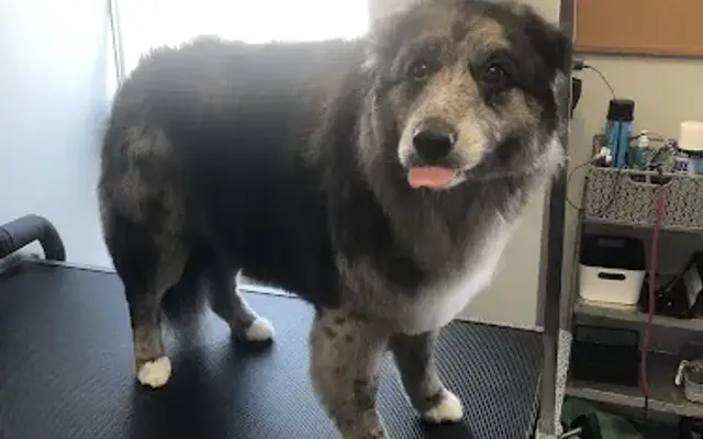 Independence Pet Hospital in Monroe, OH