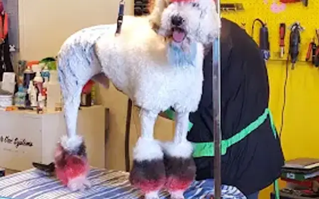 Sandy Paws Pet Grooming in Yucca Valley, CA