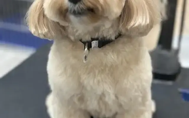 Poochie Pet Spa in Norwood, NJ