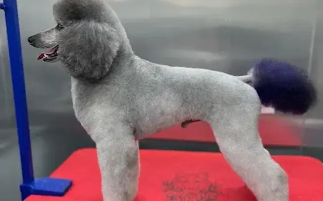 Indigo Pet Grooming LLC in San Antonio, TX