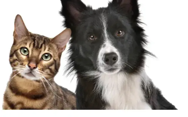 The Roads Mobile Pet Grooming in Southwest Ranches, FL