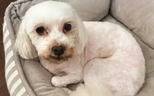 Canis Major Mobile Pet Spa in Raleigh, NC