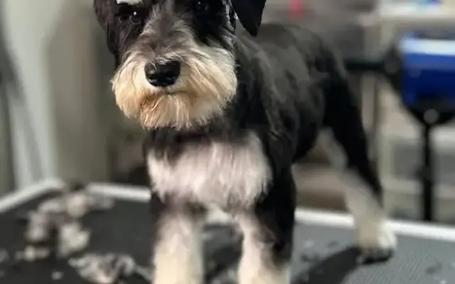 Little Buddy Grooming in Buda, TX