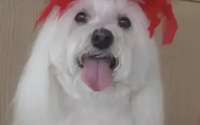 Kim’s Custom Grooming in Joshua Tree, CA