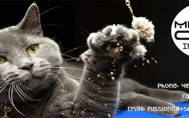 Mission Cats In-Home Care in San Francisco, CA