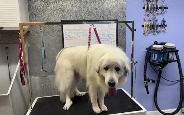 The Doggy Detailer in Culleoka, TN