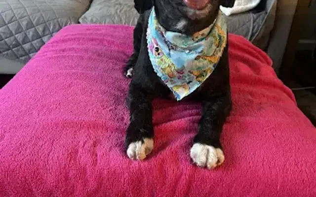 Who Gives A Fluff mobile dog grooming in Mt Holly, NC