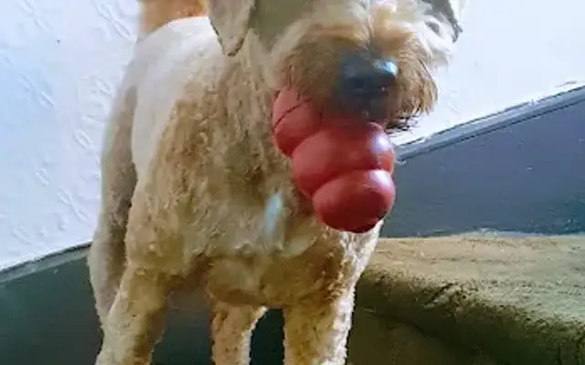 Dog World in Napa, CA