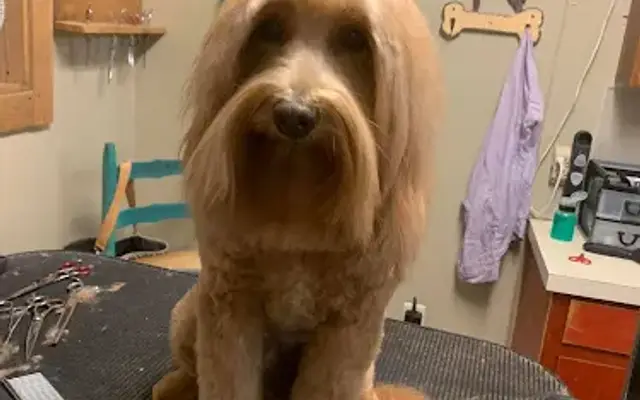 Town & Country Grooming by Nikki in Brazoria, TX