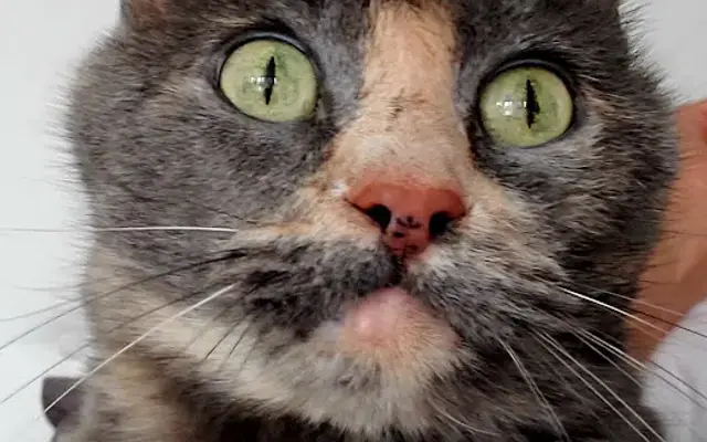 Tomahawk Animal Hospital in Prairie Village, KS