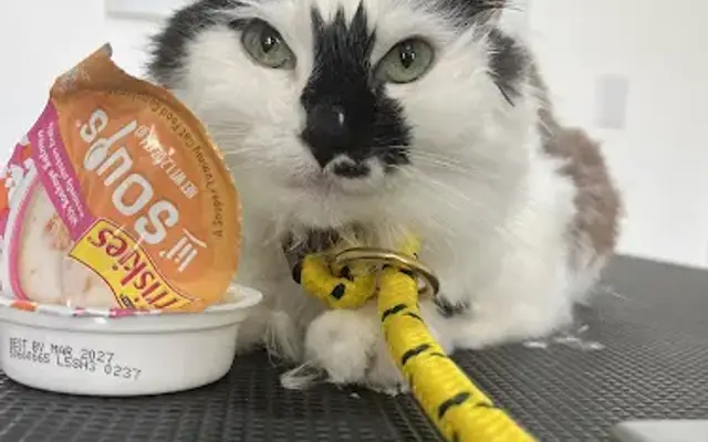 All Paws Grooming Salon LLC in Fayetteville, WV
