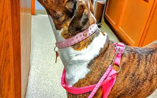 Banner Creek Animal Hospital in Holton, KS