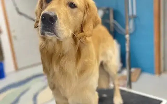 Lindsey's Pet Parlor in Cochranville, PA