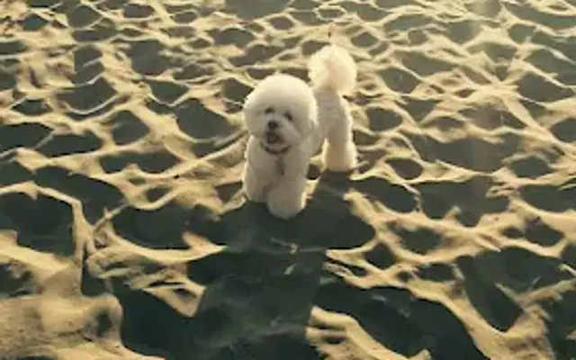 Fluffy Doggy Hotel in San Mateo, CA