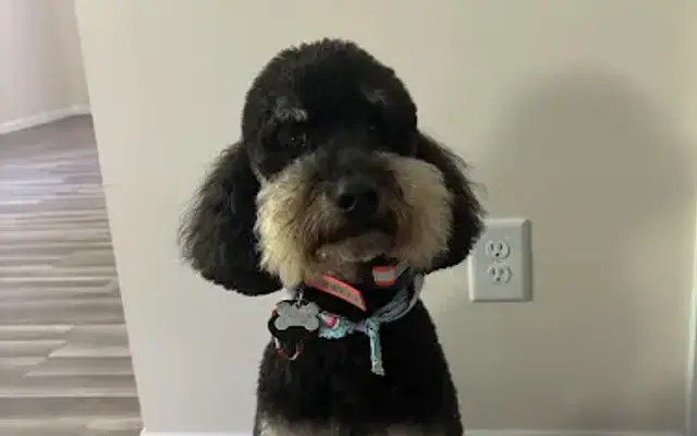 Pretty Paws Dog Grooming in Johnson City, TN