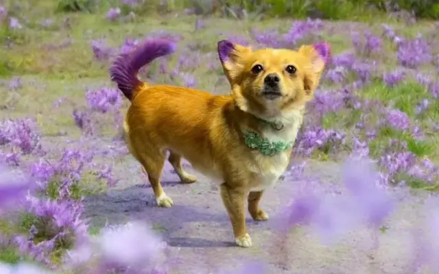 Fluff Around in Roswell, NM
