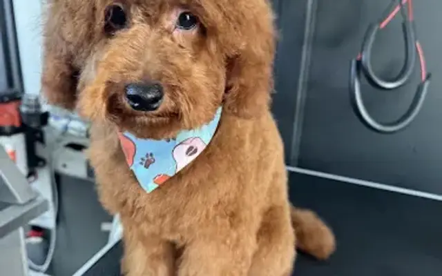 G&A Pet Mobile Grooming in South Gate, CA