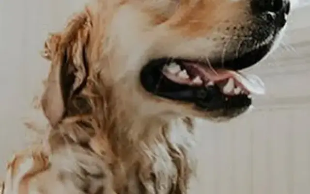 The Puppy Dapper (Mobile Dog Grooming) in San Diego, CA