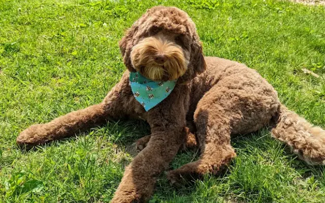 Grooming By Betsy in Red Hook, NY