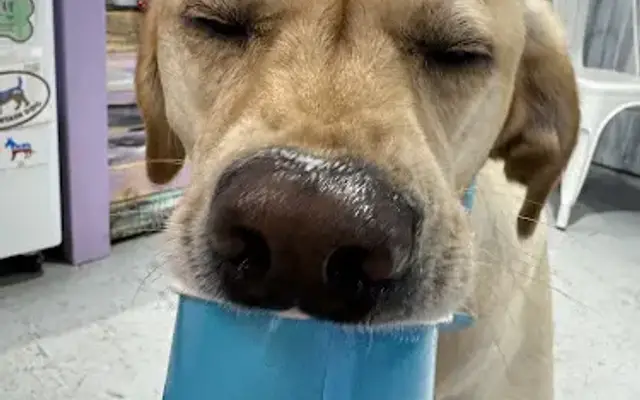 Salty pawz in Dunedin, FL