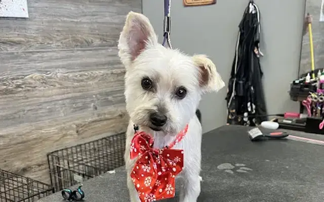 Duke and Friends Pet Parlor in Mundelein, IL