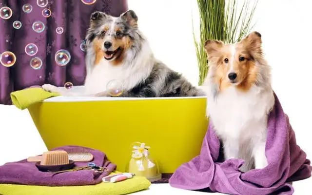 Goode Dog Spa in Denver, CO