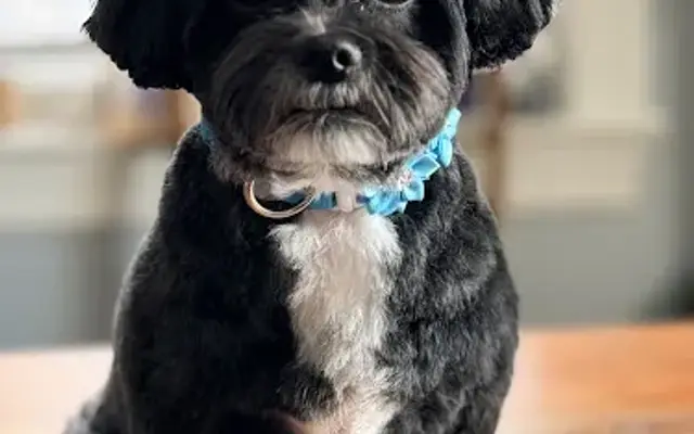 Iris & Co. Grooming Studio in Sunderland, MD