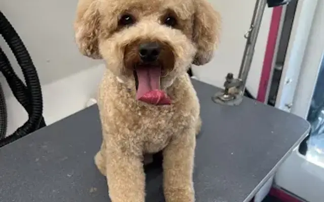 Gingerly Grooming in Riverside, CA
