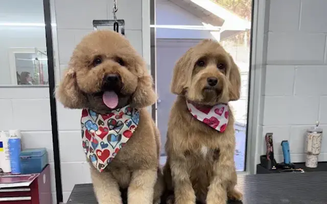 Canine Solutions in Lawrenceburg, TN