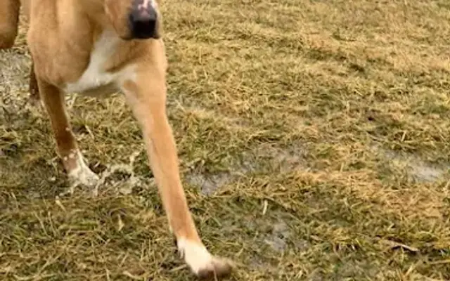 Alkire Kennels in Galloway, OH