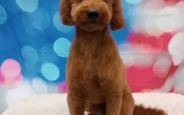 Pawsitively Clean Grooming LLC in Mt Vernon, OH