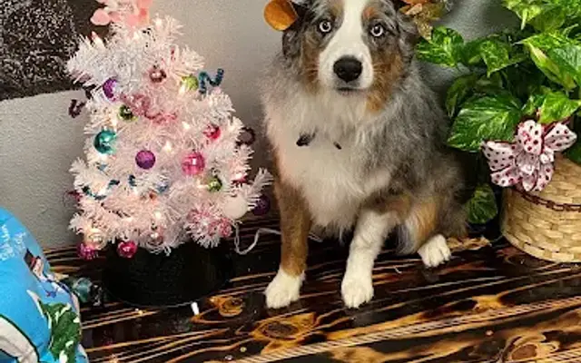 Freedom Dog Spa in Edmond, OK