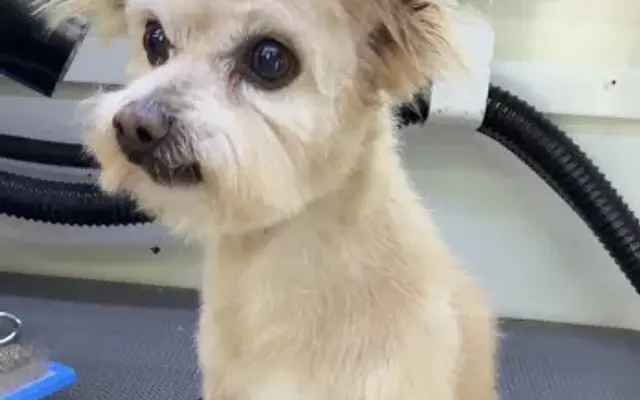 Christas Mobile Grooming in Menifee, CA