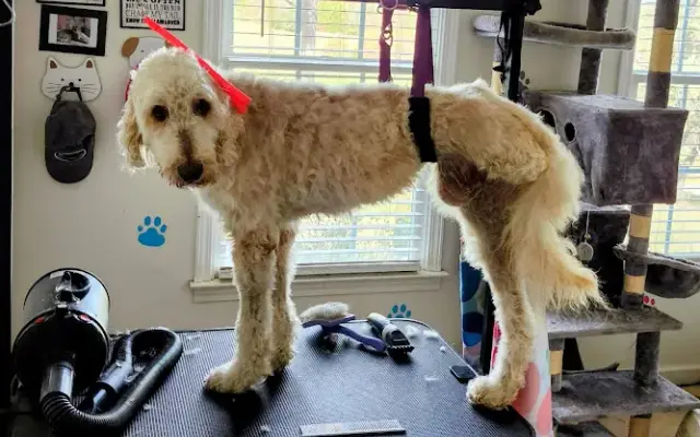 FUR REAL Grooming by Rita LLC in Campobello, SC