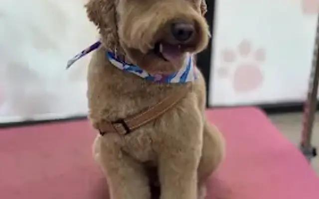 Woof Gang Bakery & Grooming Merrick Park in Coral Gables, FL