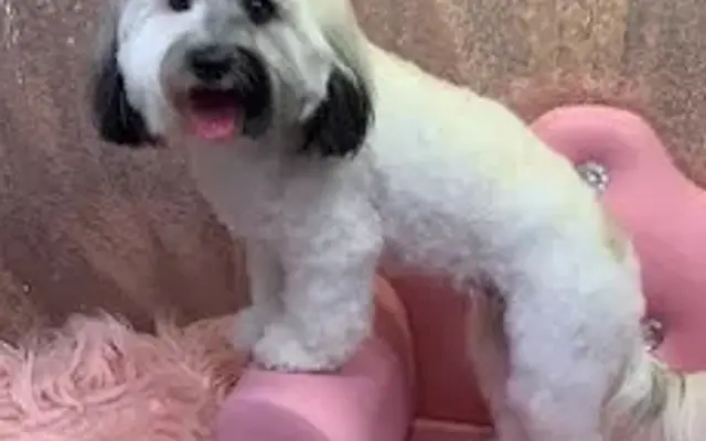 Loving Lather Mobile Pet Grooming in Chino, CA