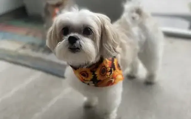 All Pawz Grooming LLC in Crawfordville, FL