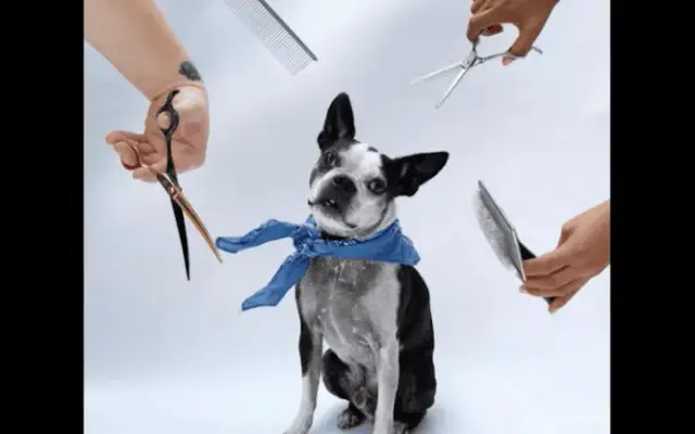 The Woof Republic Spa & Daycare in Davie, FL