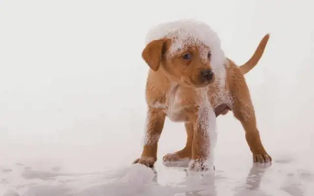 Essence Of A Dog in Westbury, NY