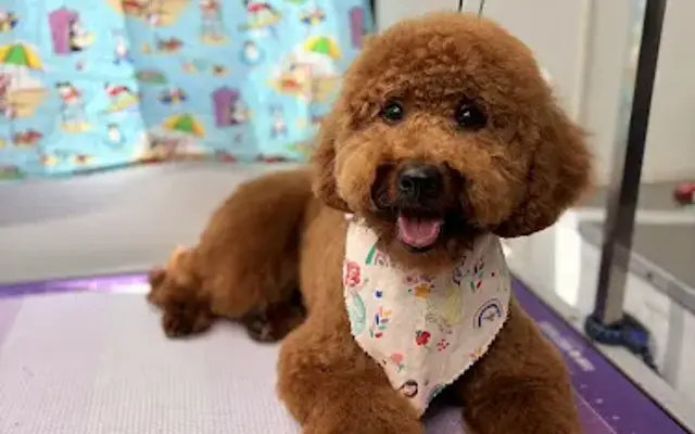 Ding Dong Mobile Pet Grooming in Irvine, CA