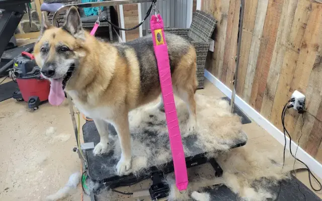 The Pink Paw Pet Spa LLC in Spring Grove, PA
