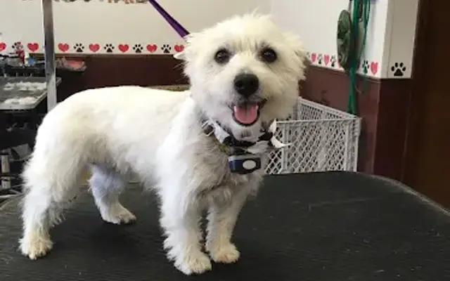 Raggedy Dog Grooming in New Palestine, IN