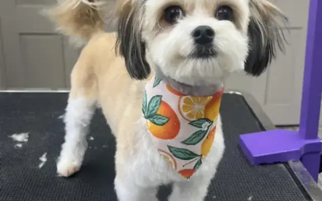 Affinity Grooming LLC in Covington, PA