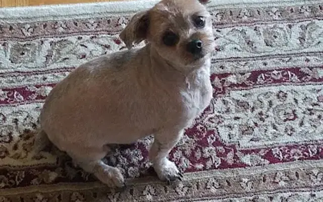 Dog Gone Cute Grooming & More in Ingalls, IN