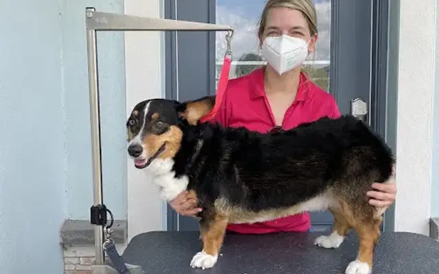 Fresh & Clean Bark, LLC in Fort Myers, FL