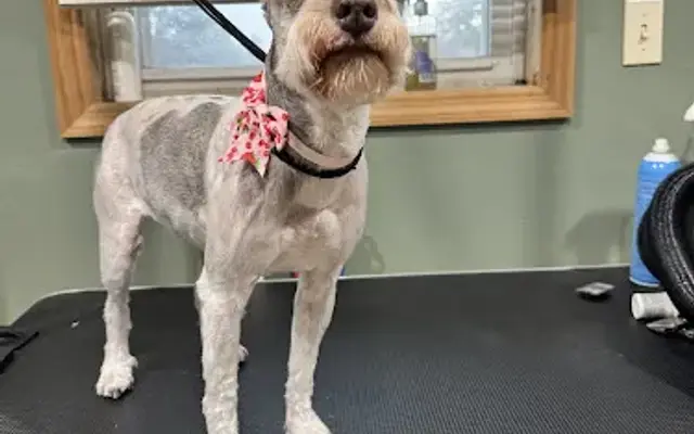 Greasy Hound Grooming Co in Bucyrus, OH