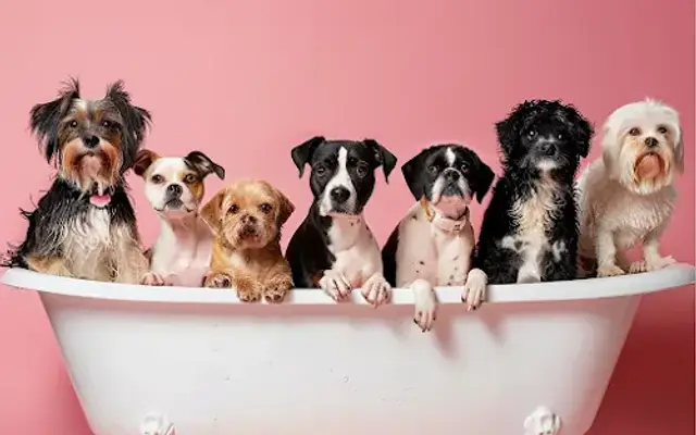 From Head to Paws in Barnegat, NJ